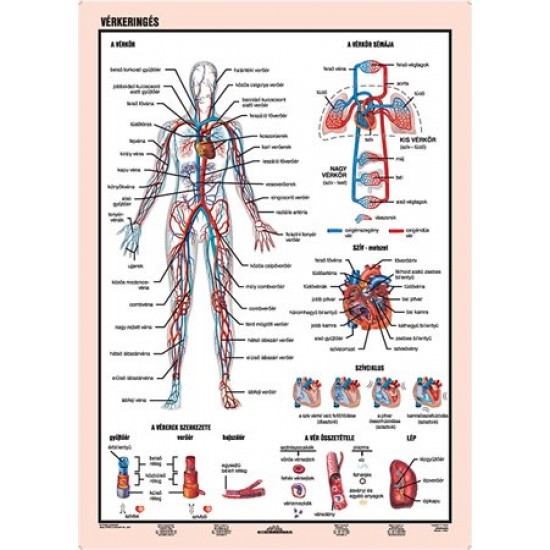 Tanulói munkalap, A4,  STIEFEL "Vérkeringés"